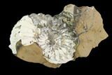 Pyritized Ammonite (Pleuroceras) Fossil in Rock - Germany #125421-1